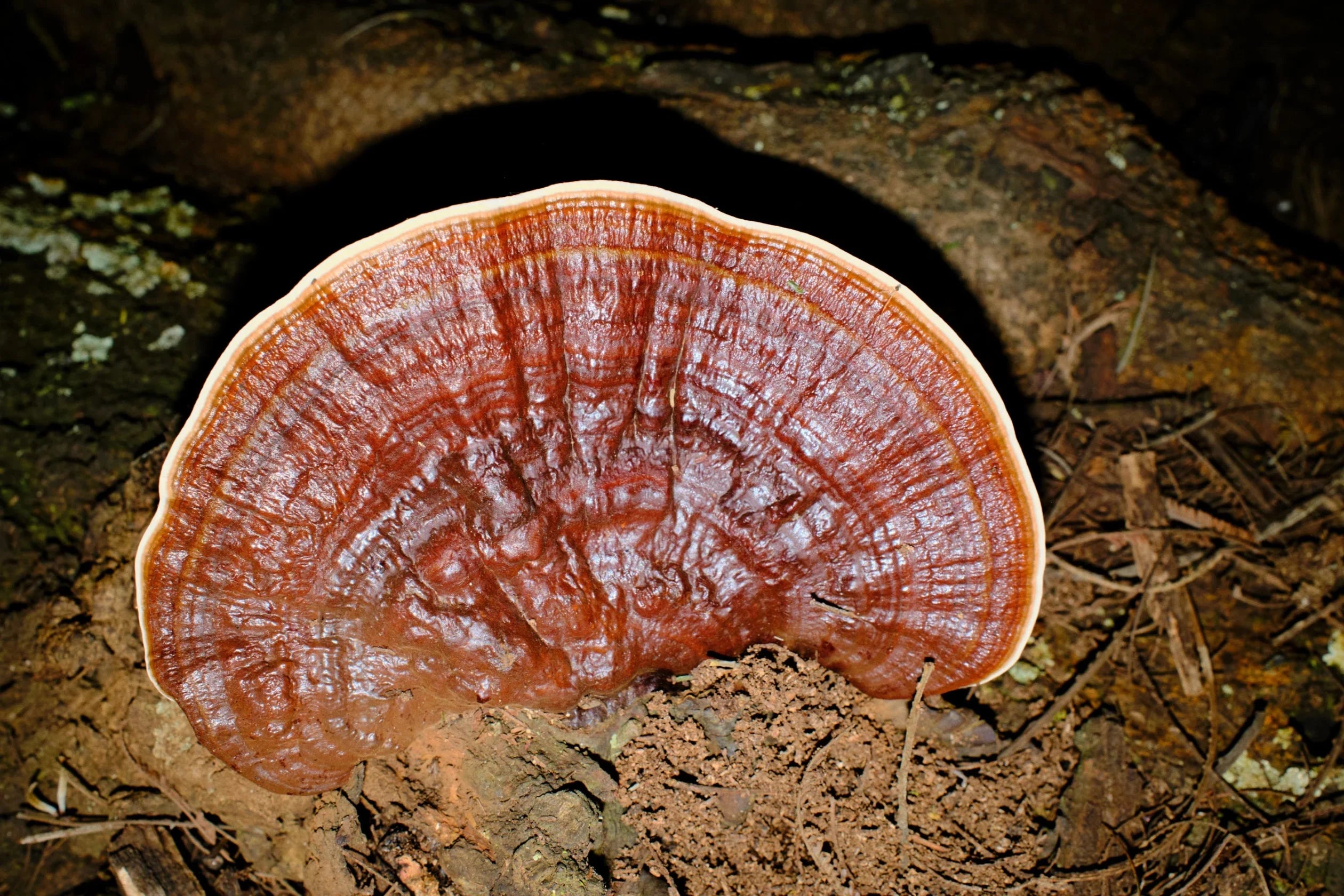Mushroom Extracts